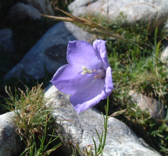 Campanula scheuchzeri subsp. pseudostenocodon / Campanula falsa stenocodon